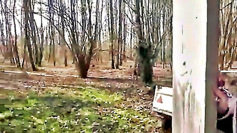 Blurry outdoor forest with bare trees, green grass, white pole and pink fabric hanging nearby