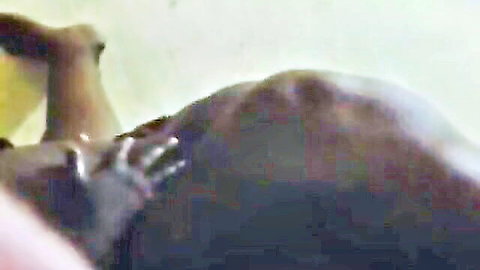 Large African SSBBW mama's massive ass grabbed during pounding
