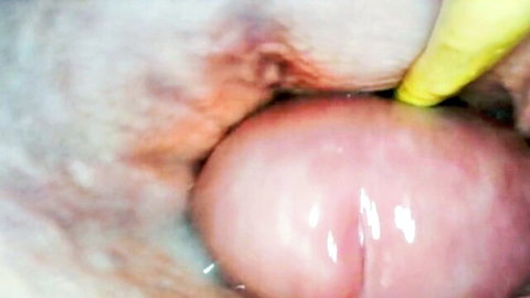 Close-up of tight pink pussy cervix with yellow probe inserted deep inside