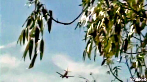 Outdoor tree branches with green leaves and airplane flying in blue sky